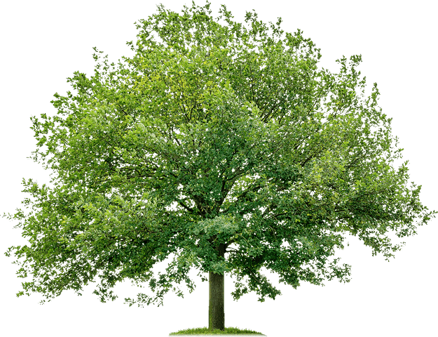 How to care trees?